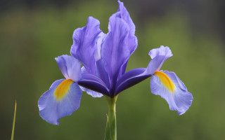 Purple flower daisy macro grass - a purple flower free wallpaper