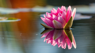 Pink lily flower reflection leaf - reflection free wallpaper for desktop