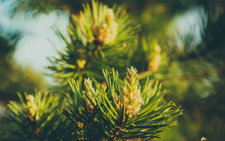 Pine tree shallow depth blurry - branch and a blurry background free wallpaper for desktop