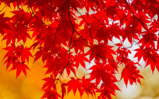 Red tree sunlight autumn leaves - background free wallpaper