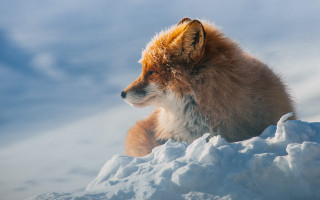 Fox snowy hillside outdoors wildlife - a fox free wallpaper