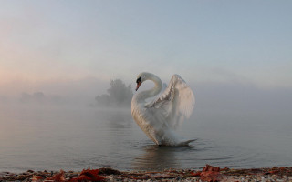 Swan foggy water wings spread - mist free wallpaper
