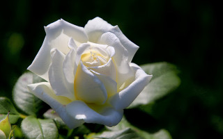 White rose yellow center green - a dark background behind free wallpaper
