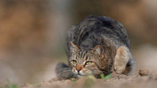 Cat walking park grass dirt - clovis trouille free wallpaper for desktop