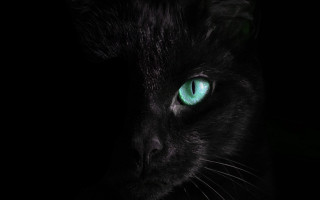 Black cat green eyes gothic 5 - a black cat free wallpaper