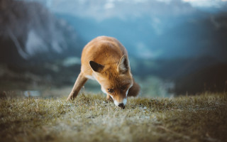 Fox grass mountains blue sky - a fox free wallpaper for desktop