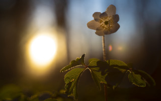 Flower sun macro backlighting lily - the leaf free wallpaper for desktop
