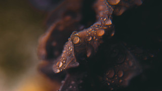 Water droplets leafy stem macro - a close up of water droplets free wallpaper for desktop