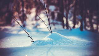 Snowy forest bokeh mountain lake - tree and snow covered ground free wallpaper