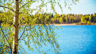 Tree lake autumn leaves blue - akseli gallenkallela free wallpaper