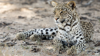Leopard sitting dirt grass blurry - one paw free wallpaper