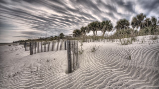 Fence sand dunes palm trees - betye saar free wallpaper