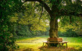 Bench tree park path nature - nature free wallpaper