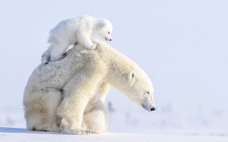 Polar bear cub on back - polar free wallpaper