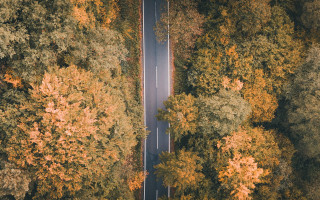 Autumn road yellow leaves white - the fall season free wallpaper