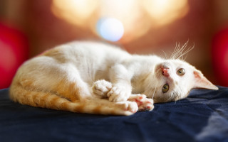 White cat lying bed red - glamor pose free wallpaper