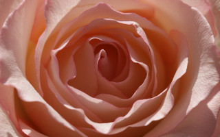 Pink rose macro shallow depth - pink center free wallpaper