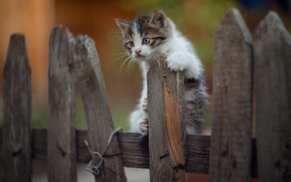 Kitten fence blue eyes blurry - aloysius okelly free wallpaper