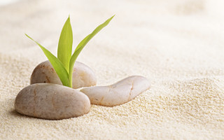 Plant sprouting rocks sand green - sandy free wallpaper