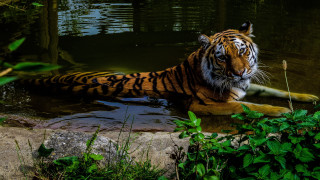 Tiger laying water green forest - a tiger free wallpaper