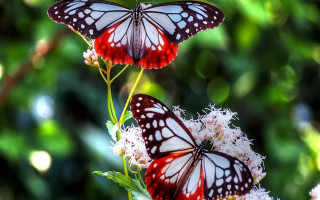 Blue butterfly flower bokeh nature - two butterfly free wallpaper