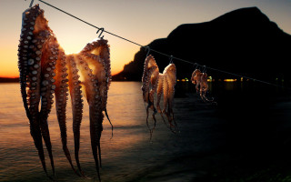 Octopus tentacles sunset mountain surrealist - dawn free wallpaper