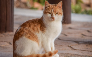 Sad orange cat photorealistic blurry 2 - sad free wallpaper