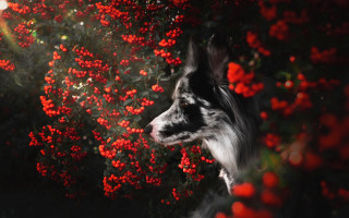Dog bush redflowers sunbeam autumn - a bush free wallpaper