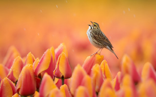 Bird flower rain blurry macro - eye closed free wallpaper for desktop