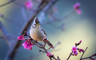 Bird branch pinkflowers blurry background - chen chi free wallpaper