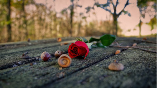 Red rose bokeh shallow depth - a rose free wallpaper