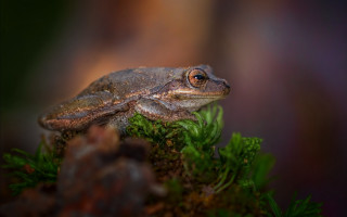 Frog mossy branch night blurry - a frog free wallpaper