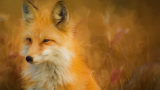 Fox impressionist generative art animal - a fox free wallpaper