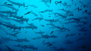 Sharks blue ocean group birds - andrew geddes free wallpaper