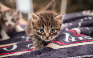Kitten blanket curious shiba inu - curious free wallpaper