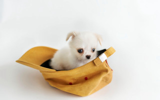 Small white dog yellow bag - a white surface free wallpaper