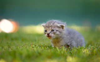Kitten grass blurry background impressionist - impressionism free wallpaper