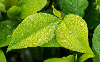 Green leaf water drops macro 31 - a green leaf free wallpaper for desktop