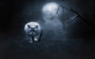 Cat grass night fullmoon gothic - full moon free wallpaper