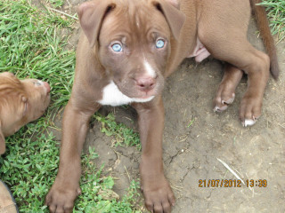 Brown dogs blue eyes outdoors - a brown dog free wallpaper