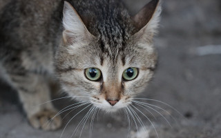 Cat green eyes sad whiskers - green eye free wallpaper for desktop