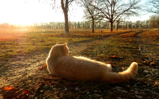 Cat grass sunset autumn leaves - the tree free wallpaper