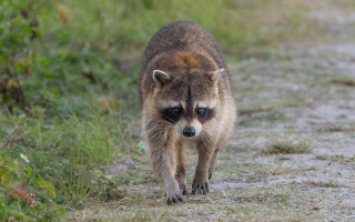 Raccoon dirt road grass weeds - darrell riche free wallpaper