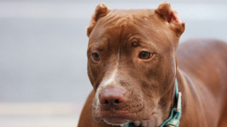 Brown dog blue collar serious - maya free wallpaper