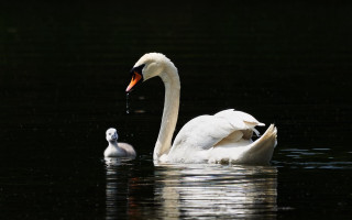 Swan young pond dark water - a swan free wallpaper