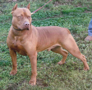 Dog standing lush green field - free dogs wallpaper for tablet