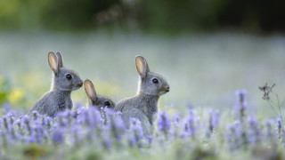 Rabbits flower field beatrix potter - two rabbit free wallpaper