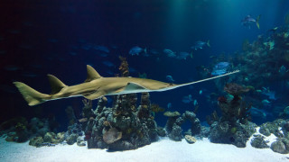 Shark coral reef fish diver - underwater free wallpaper for desktop