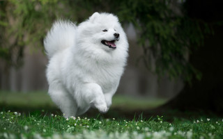 White dog running field flowers 2 - dan content free wallpaper