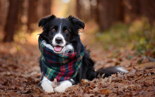 Dog scarf woods autumn bokeh - the dog free wallpaper